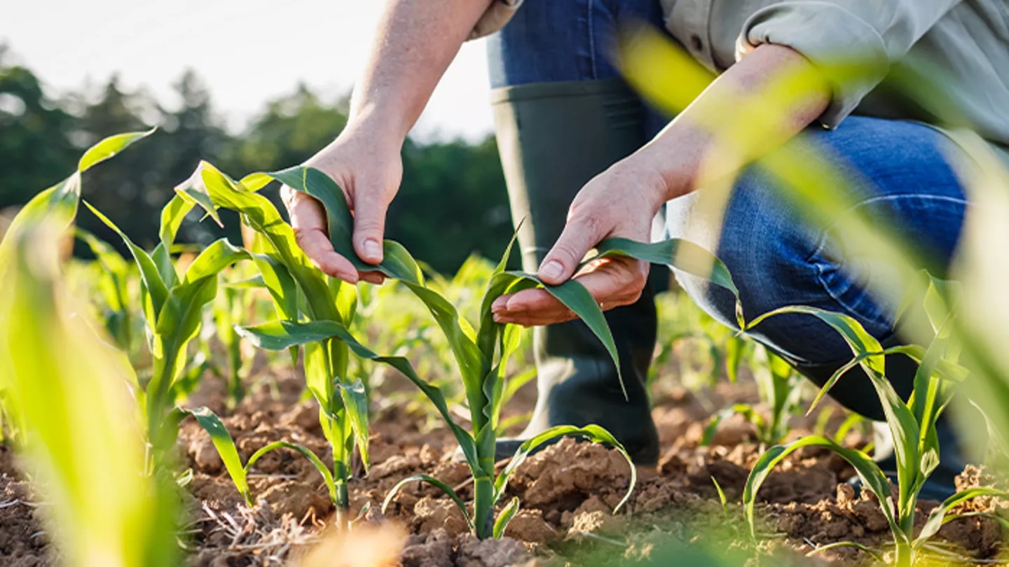 Promo Tools of Dicas de como usar reguladores de crescimento na agricultura