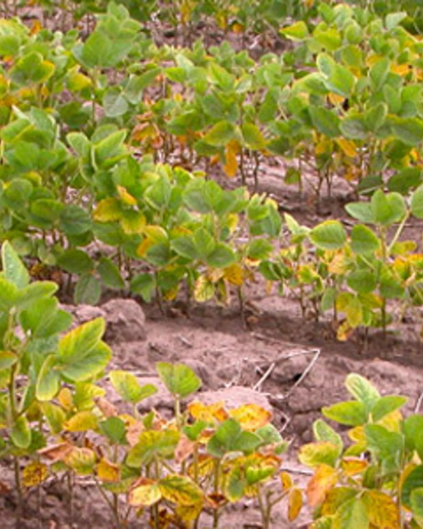 Existem plantas que se locomovem?